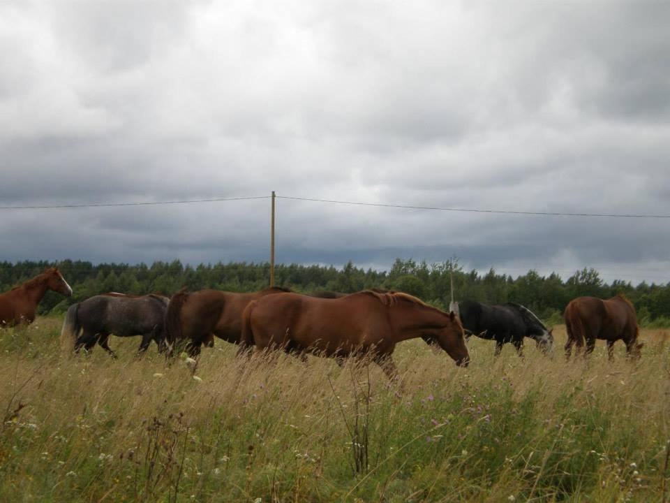 Sassi Talu Horsefarm Hotel Пярну Екстериор снимка
