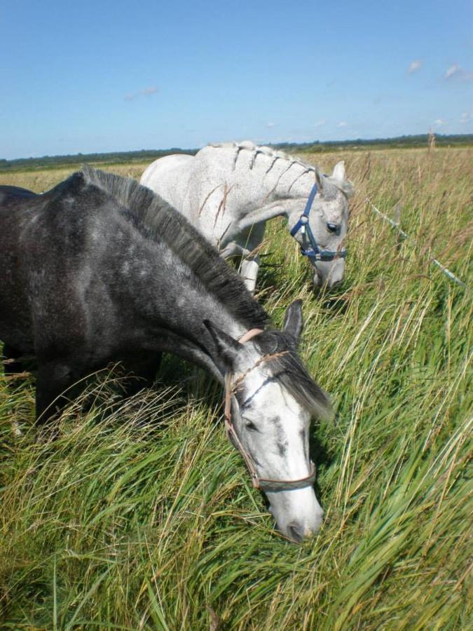 Sassi Talu Horsefarm Hotel Пярну Екстериор снимка